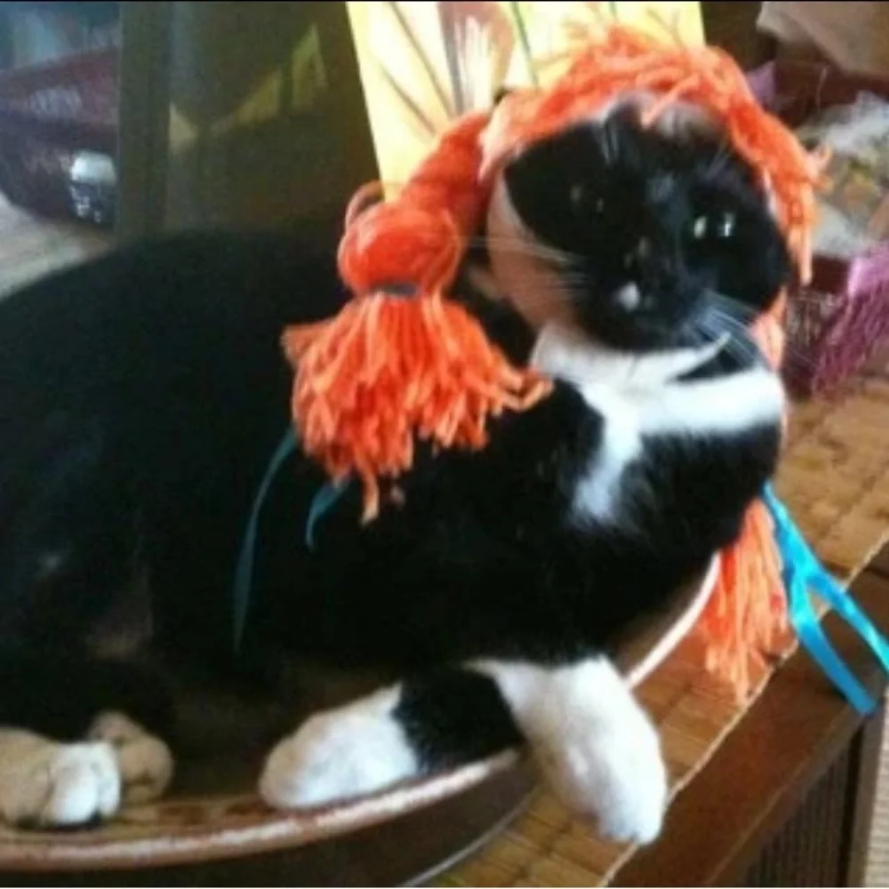 😺Cat Costume- Cats Goldie Locks Hair Wig With Strap Under Chin Super Cute EUC